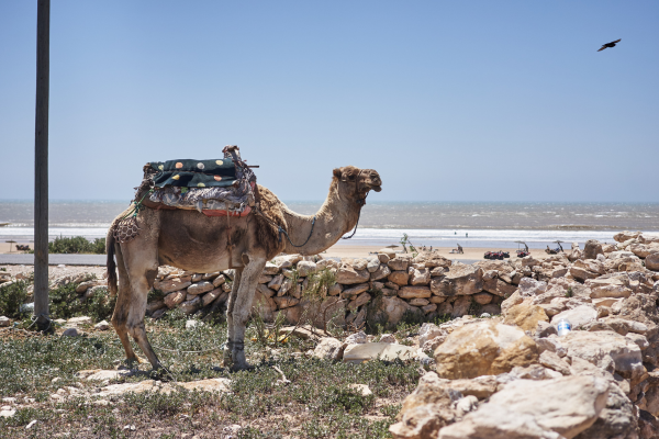 Découvrez Sidi Kaouki : Un Guide Complet des Choses à Faire au Maroc  